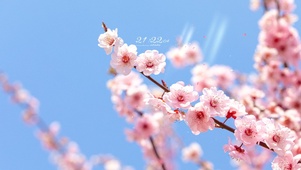 6K 春天盛开的梅花