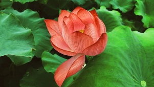 涟漪