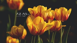 4k高清治愈小清新系列