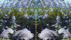4K高清治愈风景-风吹芦苇林