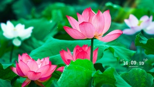 夏季荷花