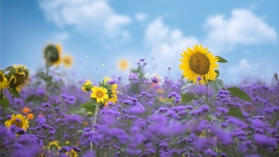 5K 唯美治愈清新向日葵花海