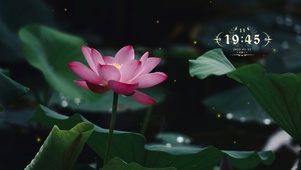唯美荷花风景