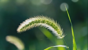 微风中的狗尾草