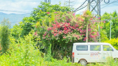 4k 治愈夏日清新风景