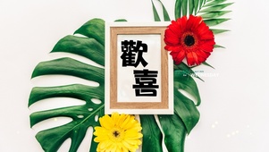 4k简约绿植ins风格系列