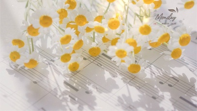 治愈唯美音乐小雏菊