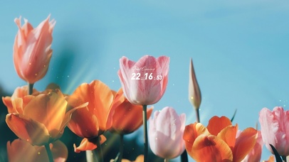 4K唯美治愈护眼舒适郁金香