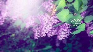 唯美紫色鲜花