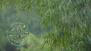 竹林心雨
