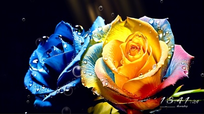 4K水氧彩虹玫瑰