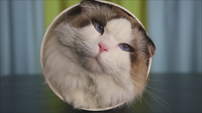 亚瑟点心-筒子猫眨眼