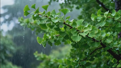 雨天银杏