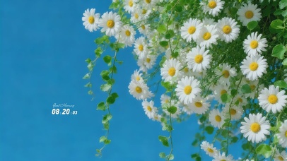 春日氛围感小雏菊