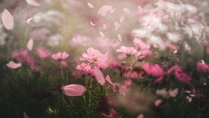 花开