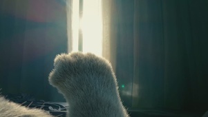 斑布猫-猫爪与阳光