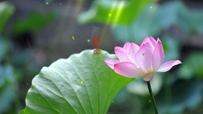唯美小清新荷花风景壁纸