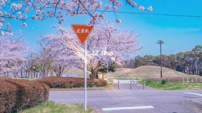 4K唯美治愈日系樱花街道