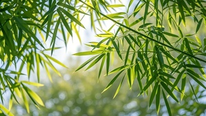 竹叶