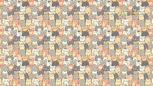 可爱小猫