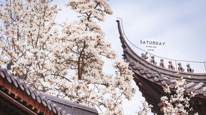 4k 春天古城的玉兰花