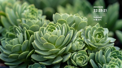4k多肉植物桌面