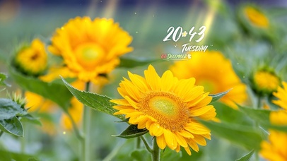 4k高清阳光向日葵风景系列