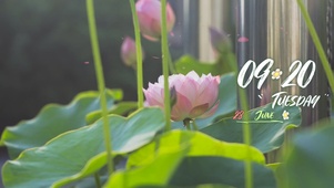 唯美夏季荷花