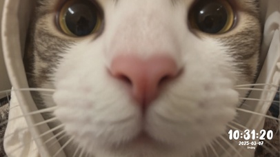 让我看看谁在偷看我电脑