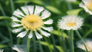 蒲公英