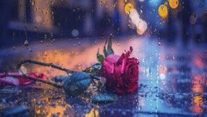 玫瑰花雨