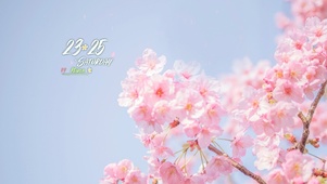 4k樱花落花唯美风景