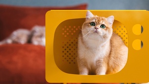 猫的私房5