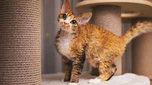 4K治愈德文小奶猫超可爱！