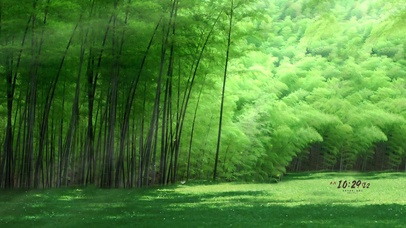 唯美治愈护眼竹林