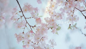 治愈唯美落花