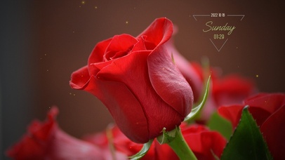 4k高清简约清新花系列