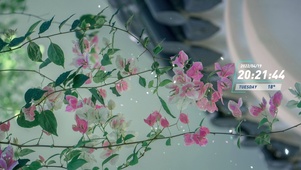 唯美治愈海棠花