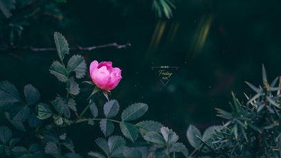 4k月季花