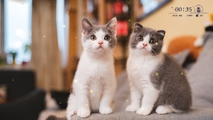 两只小猫
