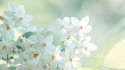 治愈清新の花朵