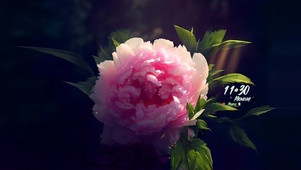 4k牡丹花