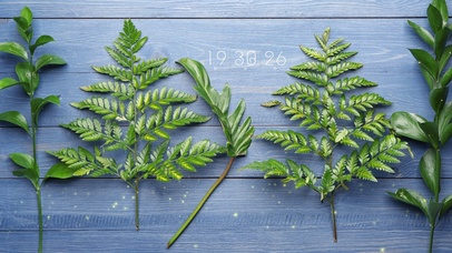 4k简约绿植桌面