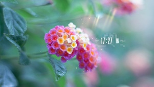 唯美鲜花
