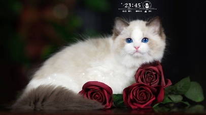 可爱蓝眼小喵喵