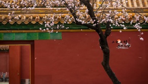 治愈唯美古城桃花落