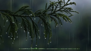 美丽的雨中松树