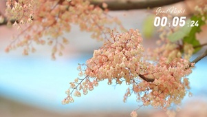 驼铃花