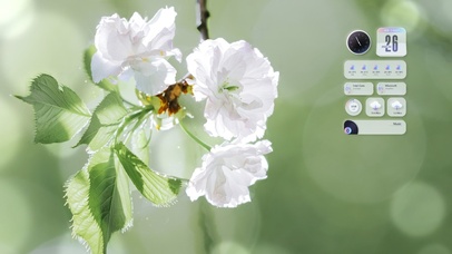 4K唯美治愈简约护眼花朵