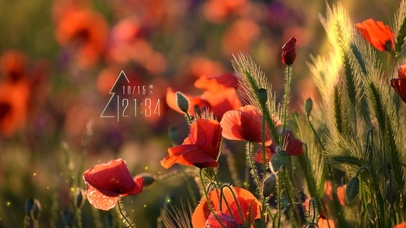 4k高清简约治愈花系列